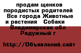 продам щенков породистых родителей - Все города Животные и растения » Собаки   . Владимирская обл.,Радужный г.